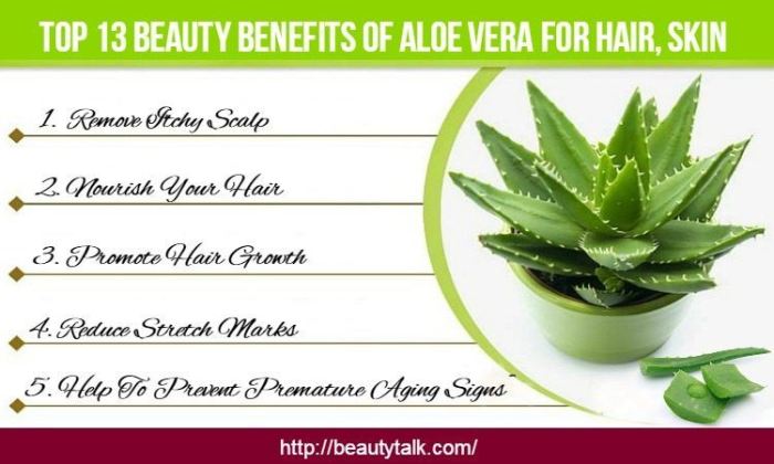 Aloe vera benefits health hair skin use plants beauty top grow incredible amazing gel growth foods properties beautytalk their amino Aloe vera benefits health hair skin use plants beauty top grow incredible amazing gel growth foods properties beautytalk their amino
