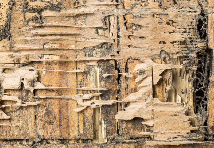 Pentingnya Jasa Anti Rayap Bandung untuk Melindungi Rumah Anda