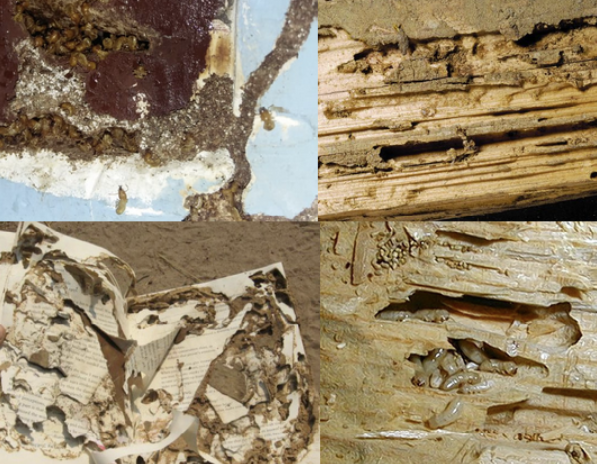 Anti Rayap Depok: Solusi Efektif Melindungi Rumah dari Serangan Rayap